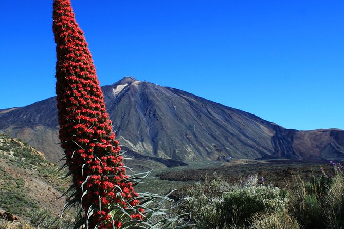 Mount Teide Quad Day Trip in Tenerife National Park - Who should book this quad trip on Tenerife