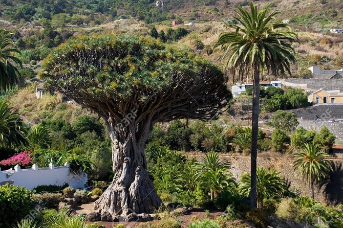 Mt. Teide and Masca Valley Tour in Tenerife - Icod de los Vinos and the dragon tree that steals the show