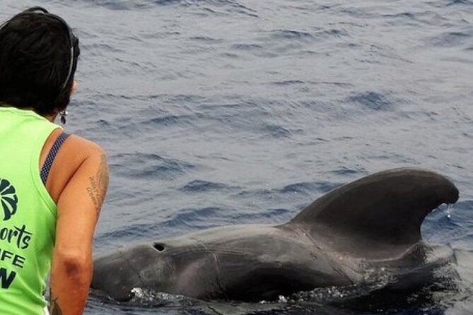 No chase Whale & Dolphin tour putting Marine Life first - we care - Key Highlights at a Glance