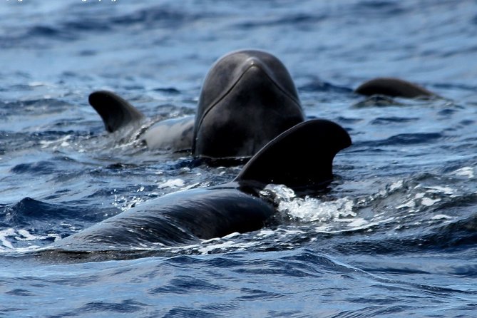 No chase Whale & Dolphin tour putting Marine Life first - we care - Bahriyeli Gulet Sailing Out of Los Cristianos, With Teide in View