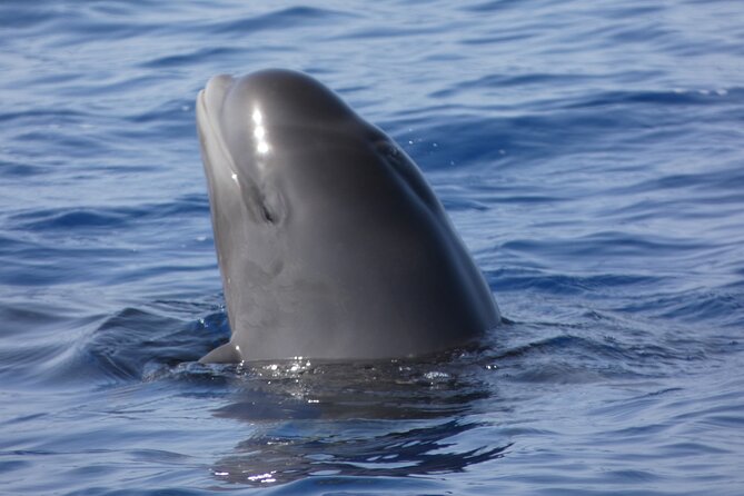 No chase Whale & Dolphin tour putting Marine Life first - we care - What You Might See: Pilot Whales, Dolphins, Turtles, and More