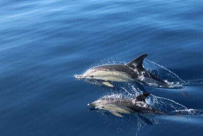 No chase Whale & Dolphin tour putting Marine Life first – we care