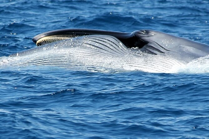 No chase Whale & Dolphin tour putting Marine Life first - we care - Onboard Comfort on a Traditional 23 Meter Two-Mast Gulet