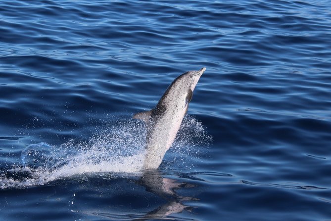 No chase Whale & Dolphin tour putting Marine Life first - we care - Expert Marine Life Specialists, With Explanations You Can Use