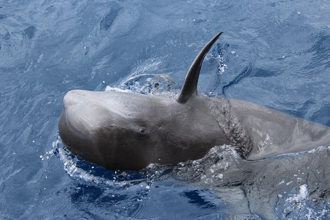 No chase Whale & Dolphin tour putting Marine Life first - we care - Eco Friendly at Sea, and the Sea Shepherd Link