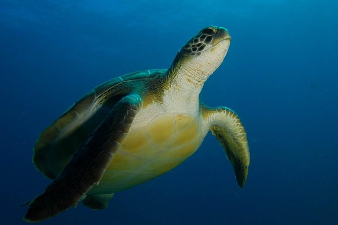 PADI Advanced Open Water Diver Course (AOWD) - 2 days - Key things that make this AOWD in Tenerife worth it