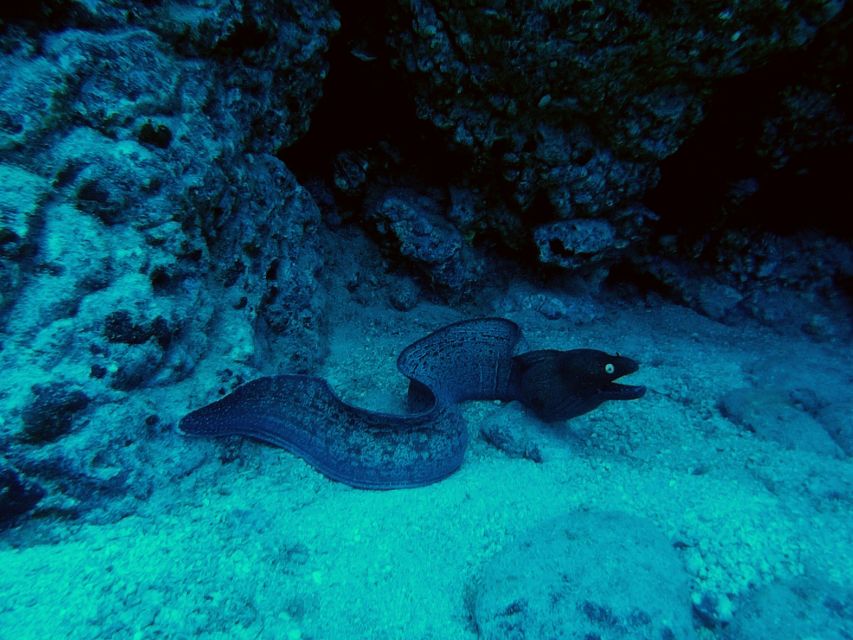 PADI Open Water Course in 3 Days - Tenerife Pickup and Getting to the Start Point Without Stress