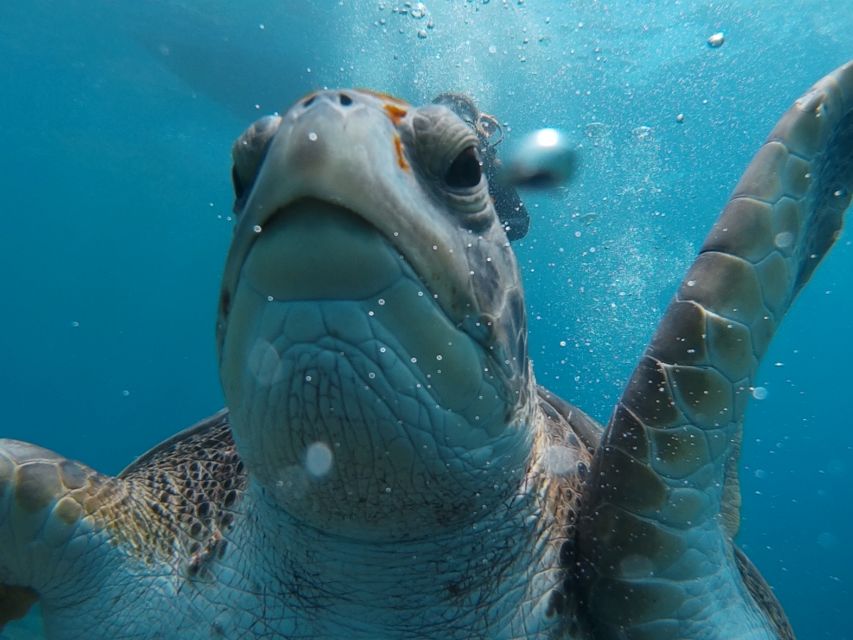 PADI Open Water Course in 3 Days - Safety, Instructor Quality, and the Language Advantage