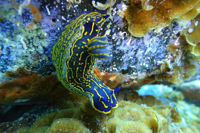 PADI Open Water Course in Costa Adeje - Logistics: Pickup, Equipment, and Running Your Days