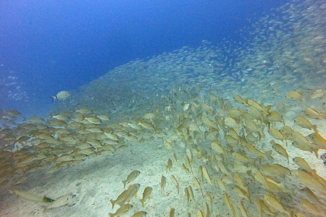 PADI Open Water Course in Costa Adeje - Who Should Book, and Who Should Think Twice