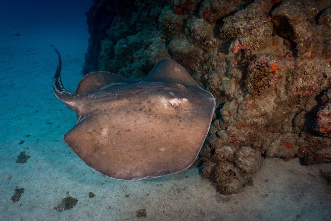 PADI Open Water course in Playa de las Americas - Why Playa de las Américas is a smart place to start scuba