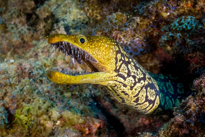 PADI Open Water course in Playa de las Americas - Before Day 1: the online theory you complete on your schedule