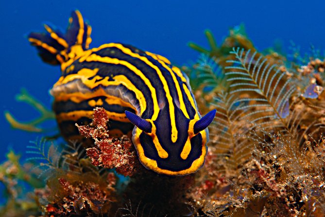 PADI Open Water Diver Course (OWD) - 2.5 days - Scheduling, pacing, and how to prepare your brain for intensity