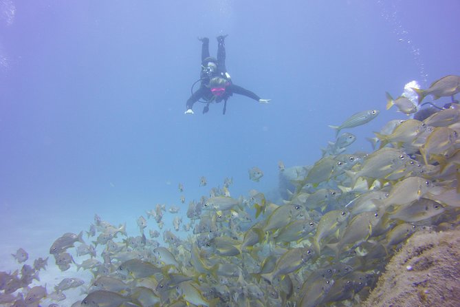 PADI Open Water Diver Course - Equipment, logbook, and what the certification unlocks after