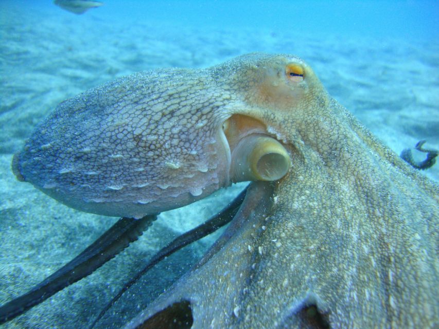 PADI Open Water Diving Course Tenerife - The water work: breathing, buoyancy, and learning to stay calm