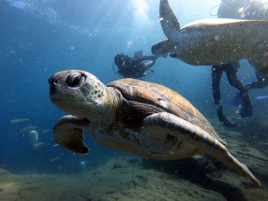 PADI Open Water Diving Course Tenerife - The famous Tenerife underwater site: what you should look for