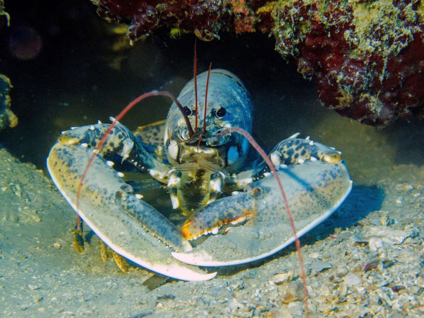 PADI Open Water Diving Course Tenerife - Languages, accessibility, and group atmosphere