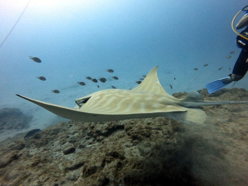 PADI Open Water Diving Course Tenerife - Price and value: is $494 fair for 5 days of scuba certification?