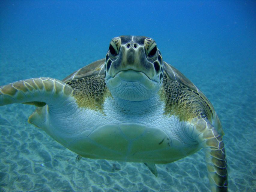 PADI Open Water Diving Course Tenerife - The 5-day plan: what you do, when, and why it works