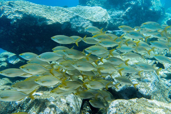 PADI ReActivate, Refresh your scuba skills! - Radazul Harbor is the secret to a calmer return