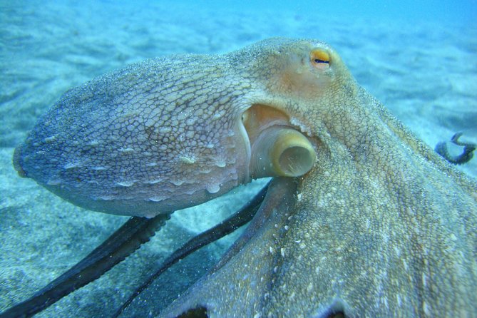 PADI Scuba Dive Course in Costa Adeje - Finding the meeting point near Playa del Duque area, no car needed
