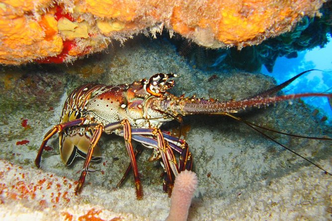 PADI Scuba Dive Course in Costa Adeje - Timing on the clock: how to plan your 3-hour Tenerife schedule