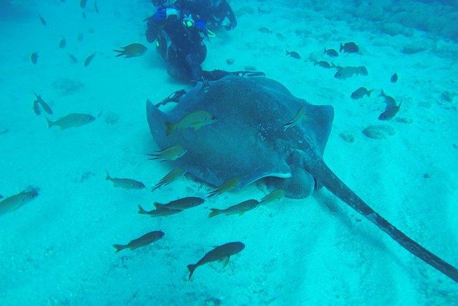 PADI Scuba Diving Courses in Tenerife: All Specialities Until Divemaster - Your 3 days in Tenerife: what the schedule likely feels like