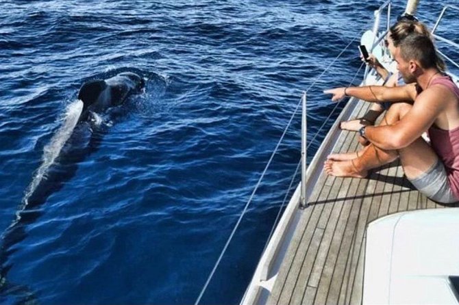 Premium All Inclusive Whale & Dolphin Watching Experience - Key Things To Know Before You Go
