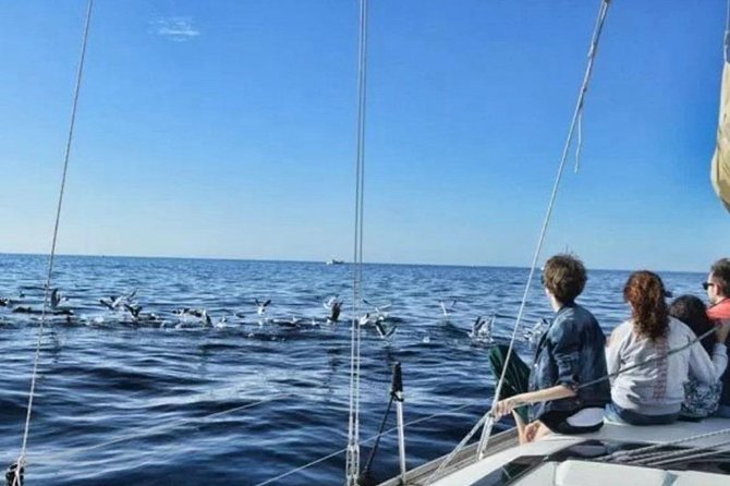 Premium All Inclusive Whale & Dolphin Watching Experience - Snorkeling Equipment and the Swim Stop: Great When Conditions Behave
