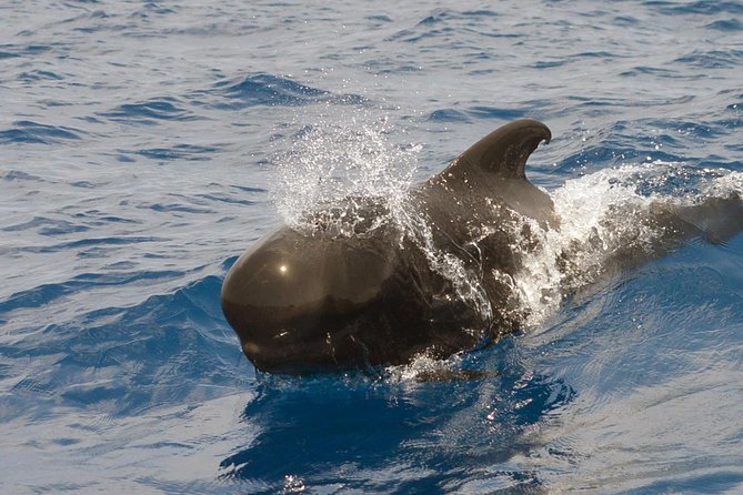 Private 2 hour Whale Watching Tour - Your 8-Meter Whale Watching Boat: What Makes It Work (and When It Doesn’t)