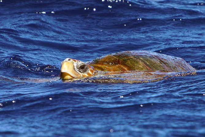 Private 2 hour Whale Watching Tour - The Hydrophone Moment: Hearing Whales and Dolphins, Not Just Watching Them
