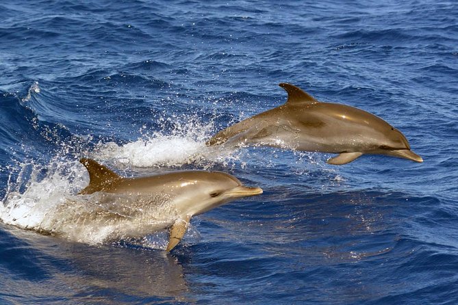 Private 2 hour Whale Watching Tour - How the Captain Finds Cetaceans and Stays Within the Rules
