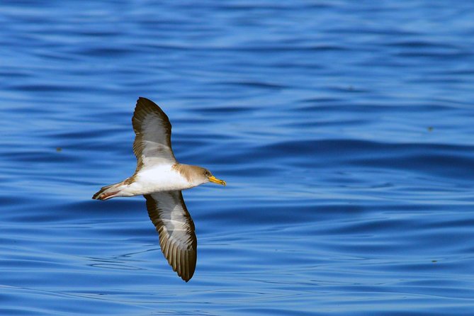 Private 2 hour Whale Watching Tour - What You Might See: Pilot Whales, Atlantic Spotted Dolphins, and More