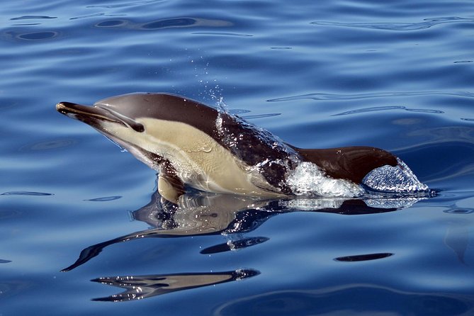 Private 2 hour Whale Watching Tour - Photos Emailed After: Less Pressure, Better Memories