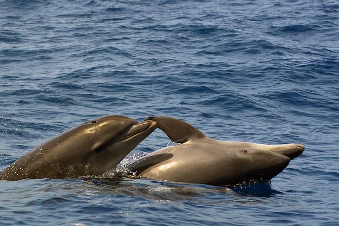 Private 2 hour Whale Watching Tour - Price and Value: When $617 per Group Actually Makes Sense