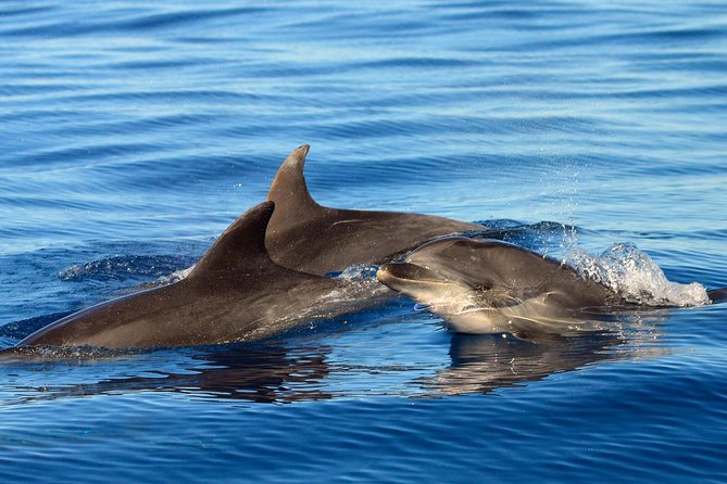 Private 2 hour Whale Watching Tour - Biologist Commentary and Didactic Materials: Learning Without Turning It Into School