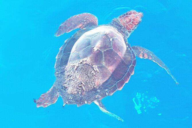Private boat tour - Snorkeling gear, what you can expect to see, and how to make it count