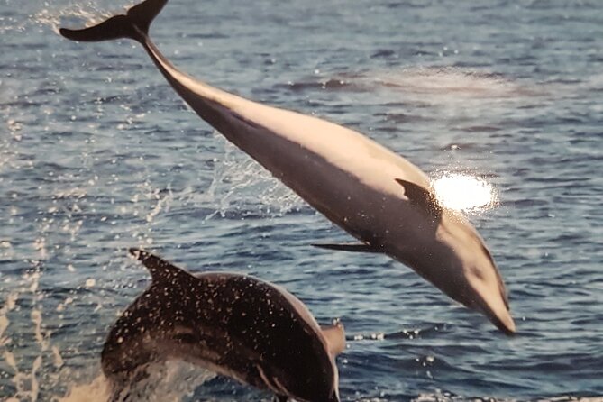 private charter 3 Hours Whale Encounter puerto colon adeje - Key Highlights You Should Know