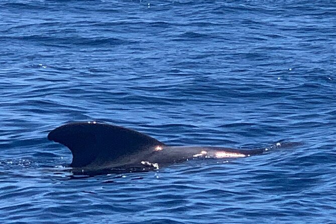 private charter 3 Hours Whale Encounter puerto colon adeje - Private Charter Basics: 3 Hours Out of Puerto Colón, Costa Adeje
