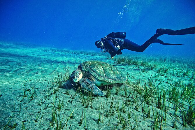 Private Scuba Diving in Tenerife – Certified Instructor & Photos - Key Highlights