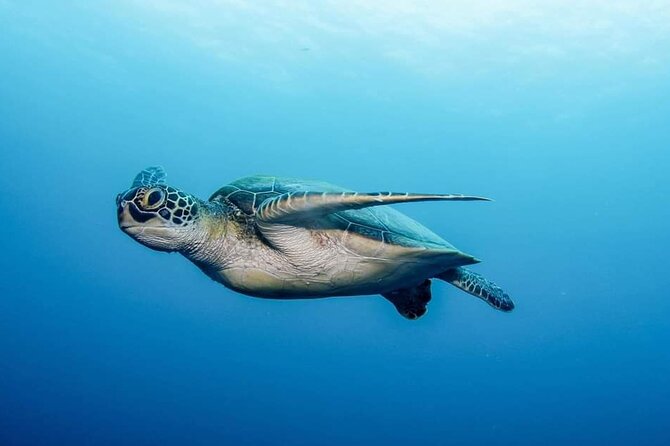 Private Scuba Diving in Tenerife – Certified Instructor & Photos - The 30 to 40 minute briefing that makes the ocean feel smaller