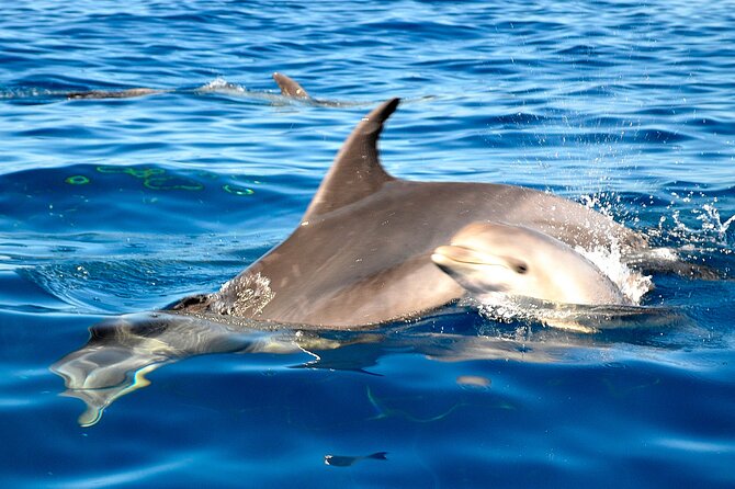 Private Yacht Excursion from Puerto Colon 3 hours - Timing and the 3-hour format: short, sweet, and active