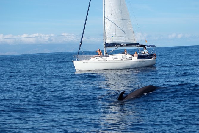 Private Yacht Tour With Whale and Dolphin Watching 33 Foot Boat - 33-Foot Private Yacht From Puerto Colón: What the Boat Experience Feels Like