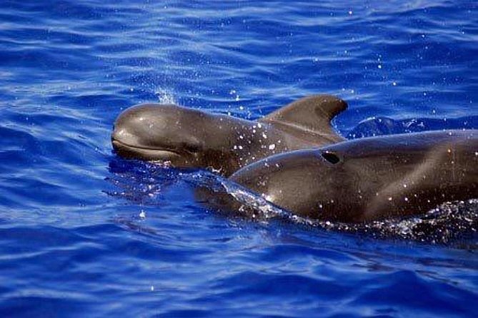 Private Yacht Tour With Whale and Dolphin Watching 33 Foot Boat - Price for a Group Up to 9: Is This Good Value?
