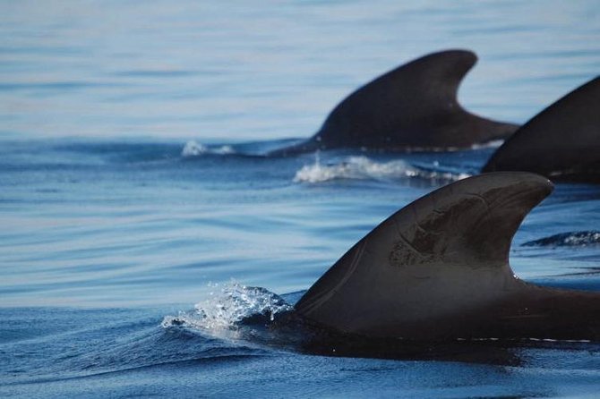 Private Yacht Tour With Whale and Dolphin Watching 33 Foot Boat - Who This Tenerife Yacht Tour Suits Best