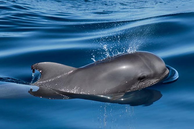 Private Yacht Tour With Whale and Dolphin Watching 42 Foot Boat - Practical heads-up: pickup, tickets, and what to confirm