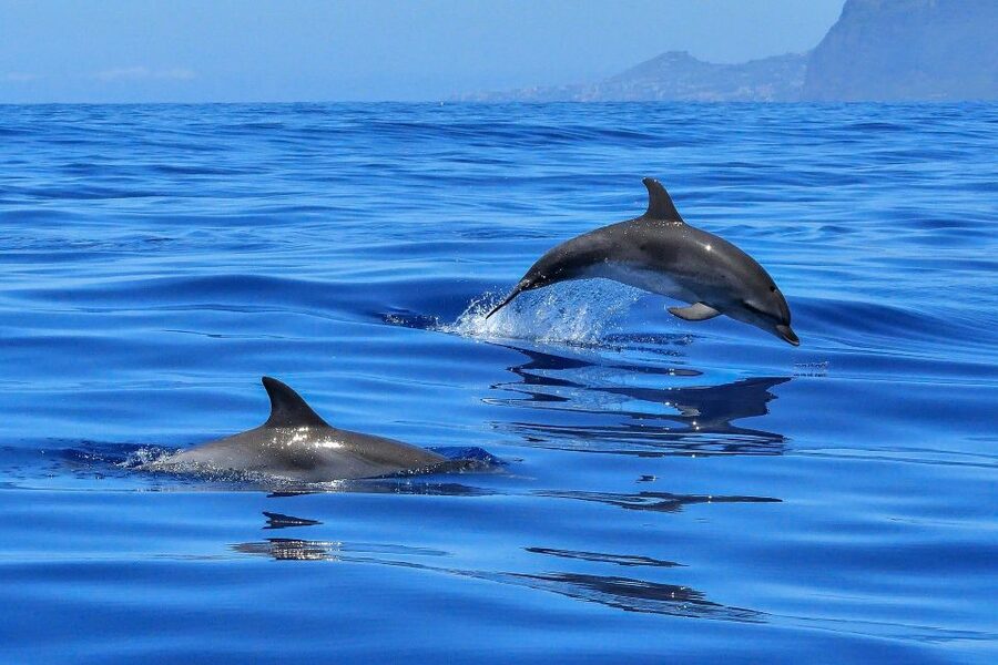 Puerto Colon: Dolphin and Whale Watching Speedboat Cruise - Whale and dolphin spotting: what you may see and how to stay focused