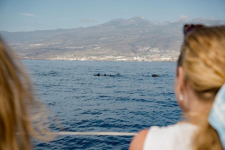Puerto Colon: Whale and Dolphin Watching Yacht Trip - A 3-hour sail from Puerto Colón that actually feels like an outing