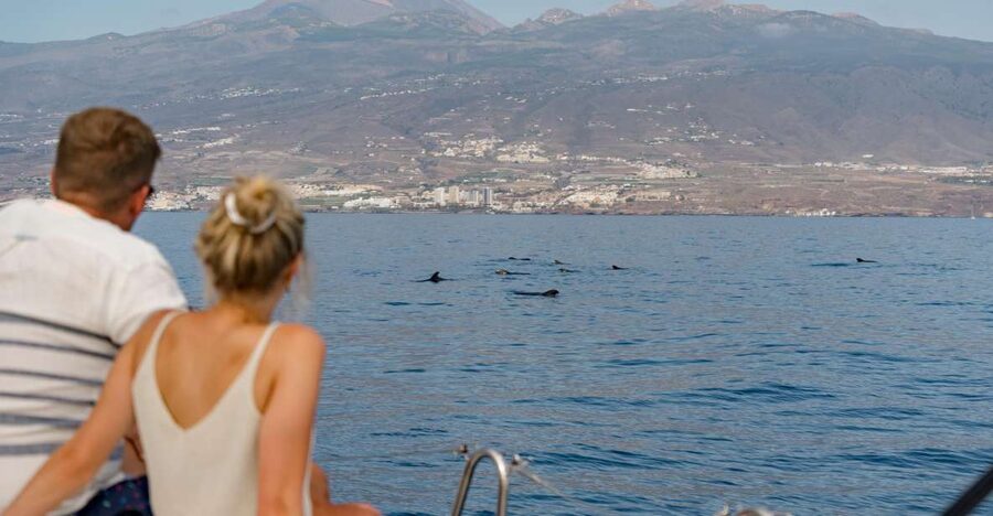 Puerto Colon: Whale and Dolphin Watching Yacht Trip - Wildlife spotting: pilot whales, dolphins, and the turtle bonus