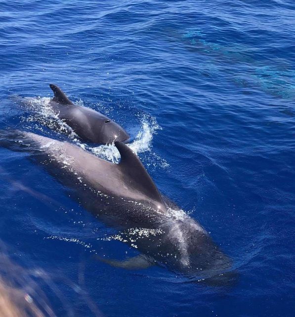 Puerto Colon: Whale and Dolphin Watching Yacht Trip - Where you go: Puerto Colón, Costa Adeje, and the southern Tenerife coastline